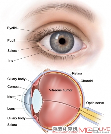 人眼的视觉系统，与照相机的成像原理非常类