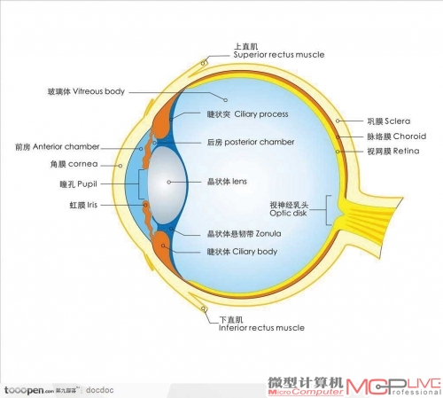 人类的虹膜位于我们的眼球前中部，稳定性很好。